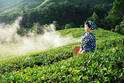 世界名茶--天府龙芽中农欧盟认证